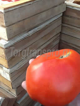 Свежие помидоры оптом Бычье сердце