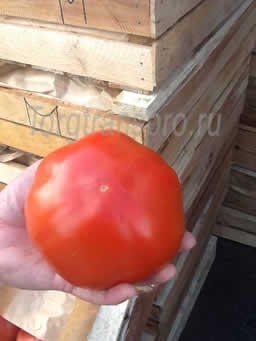 Свежие помидоры оптом Бычье сердце