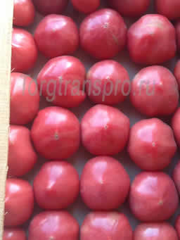 Свежие помидоры оптом Розовый