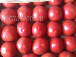 Свежие помидоры оптом Красный