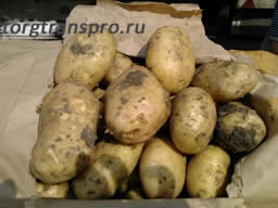 Картофель оптом