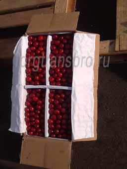 Свежая черешня оптом Азербайджан