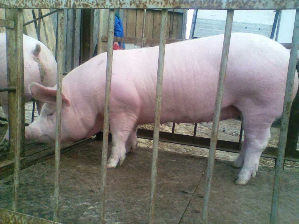 Купить свинину живым весом. Пьетрен порода. Беконный откорм свиней. Свиноматка живой вес.