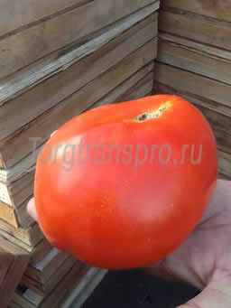 Свежие помидоры оптом Бычье сердце
